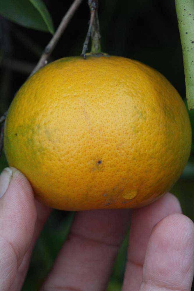            Fruit (Riverside, CA)   